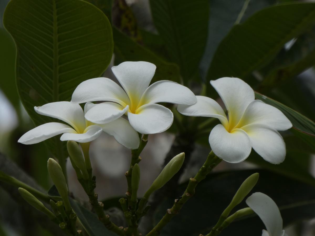 Pahalage Guesthouse Beruwala Luaran gambar