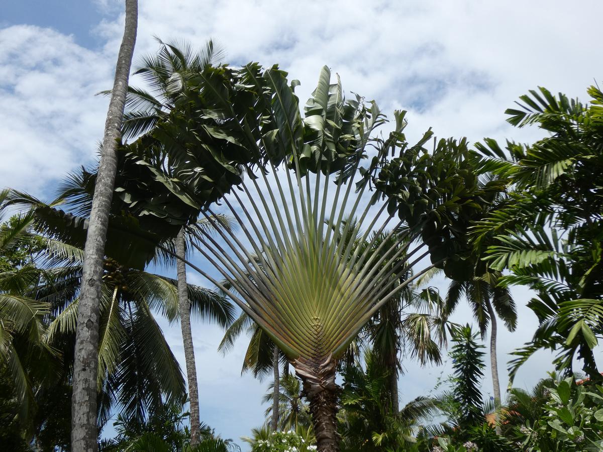 Pahalage Guesthouse Beruwala Luaran gambar