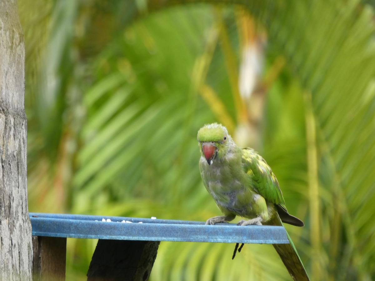 Pahalage Guesthouse Beruwala Luaran gambar