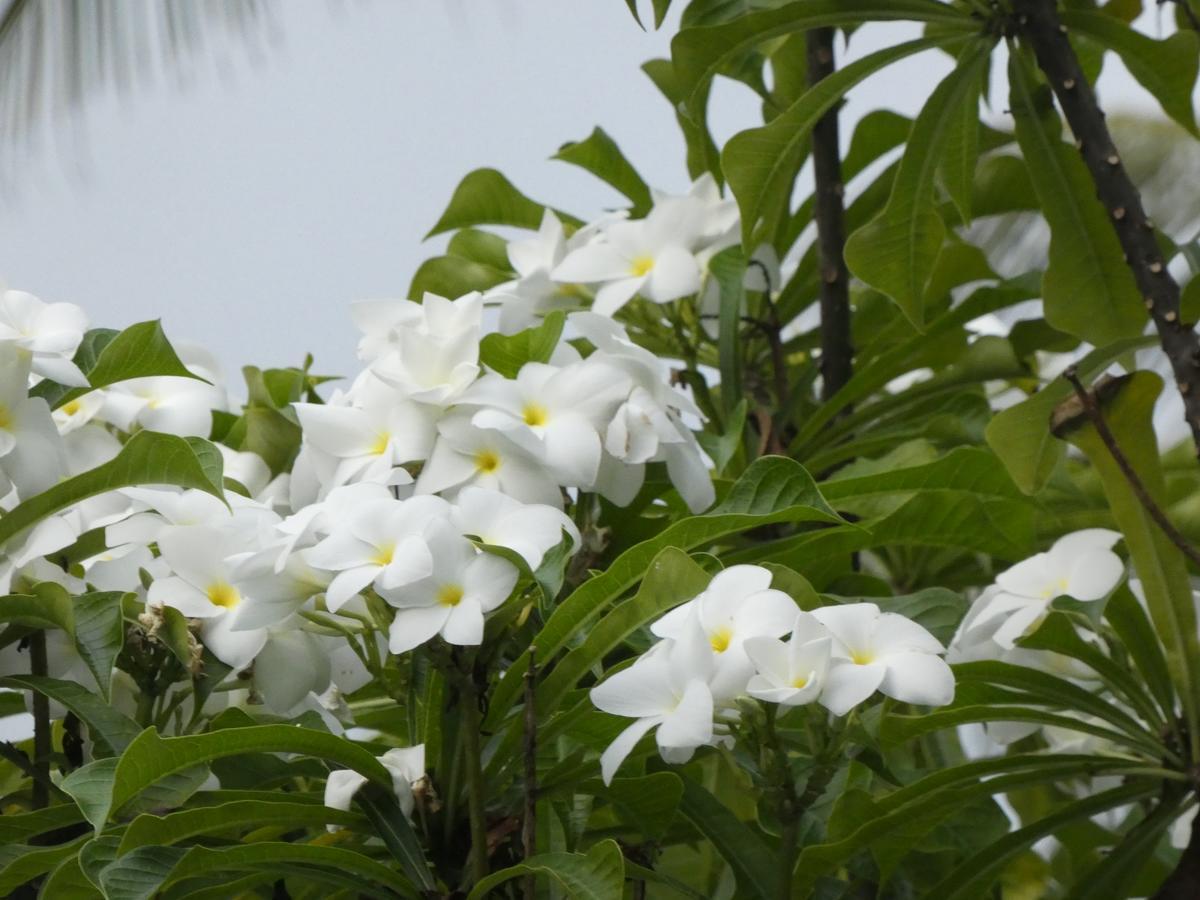 Pahalage Guesthouse Beruwala Luaran gambar